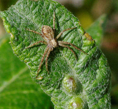 Philodromus sp.